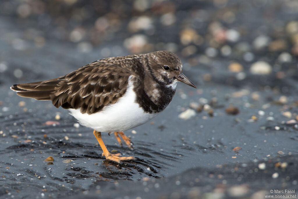 Ruddy Turnstoneadult post breeding, identification