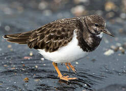 Ruddy Turnstone