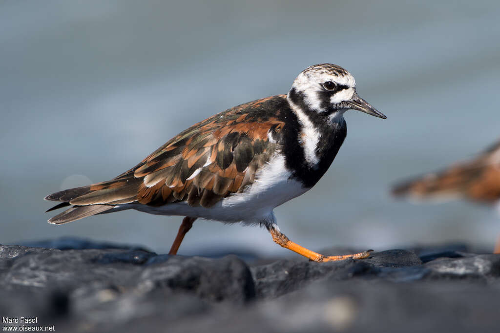 Ruddy Turnstoneadult breeding, identification, walking