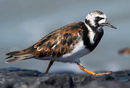 Ruddy Turnstone