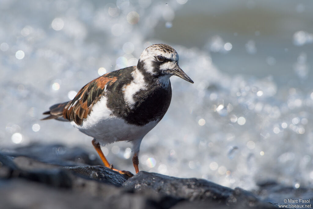 Ruddy Turnstoneadult breeding