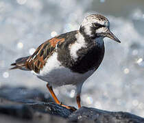 Ruddy Turnstone