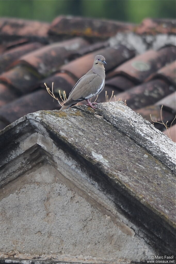 White-winged Doveadult, identification