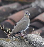 White-winged Dove