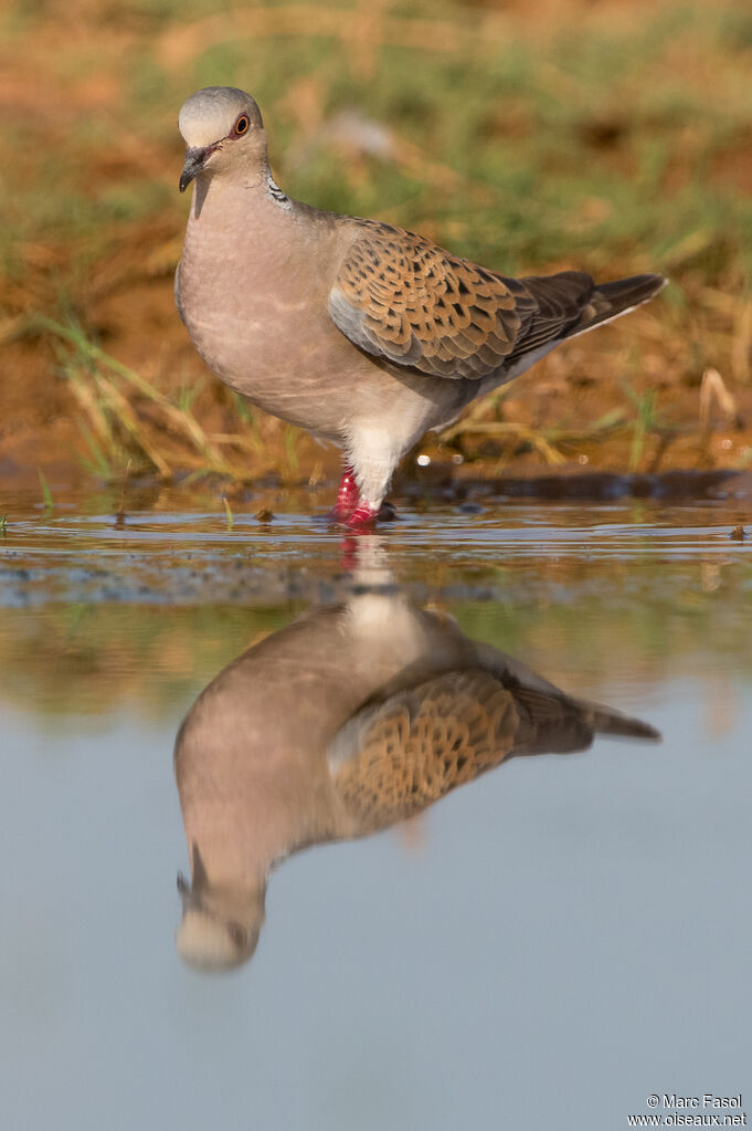 Tourterelle des boisadulte nuptial, identification, boit