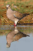 European Turtle Dove