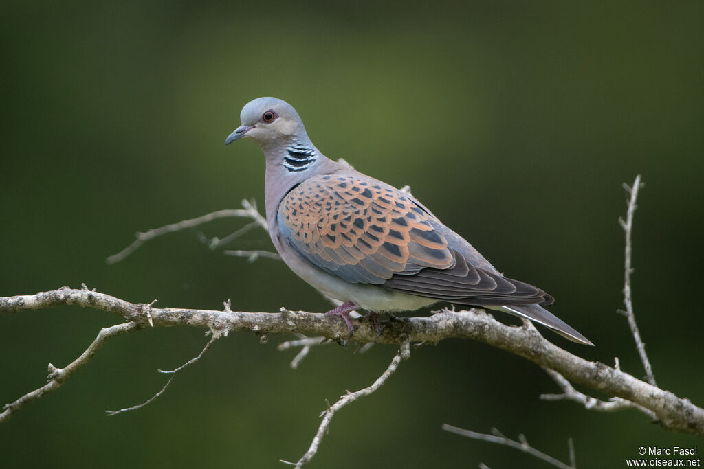 Tourterelle des boisadulte, identification