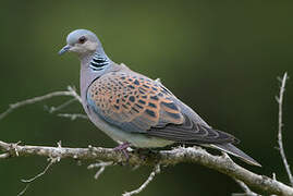 European Turtle Dove