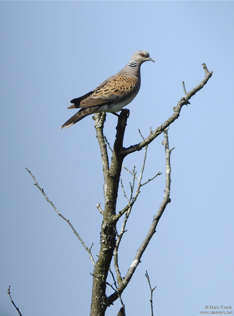 Tourterelle des boisadulte internuptial, identification