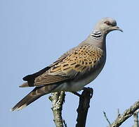 European Turtle Dove