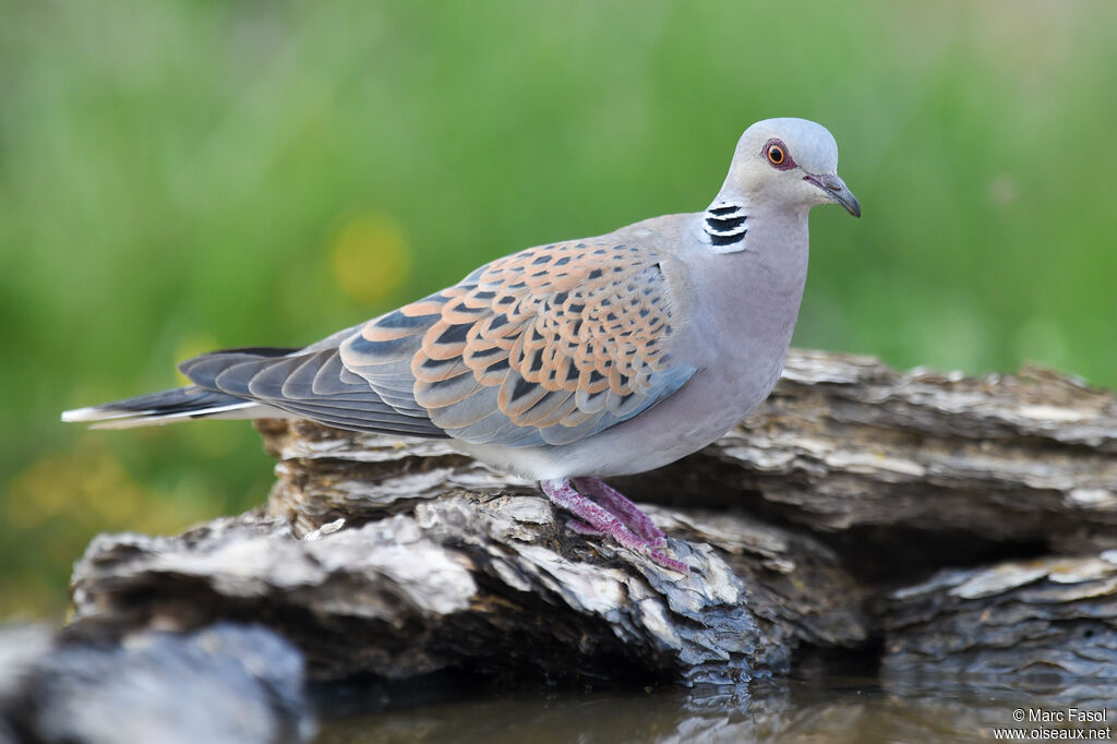 Tourterelle des boisadulte nuptial, identification