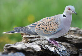 European Turtle Dove