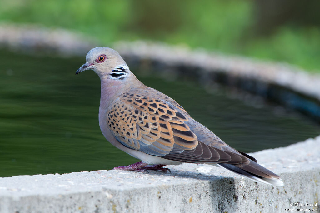 Tourterelle des boisadulte, identification, boit