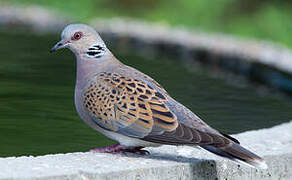 European Turtle Dove