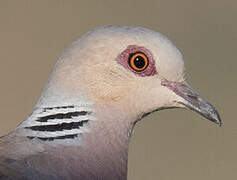 European Turtle Dove