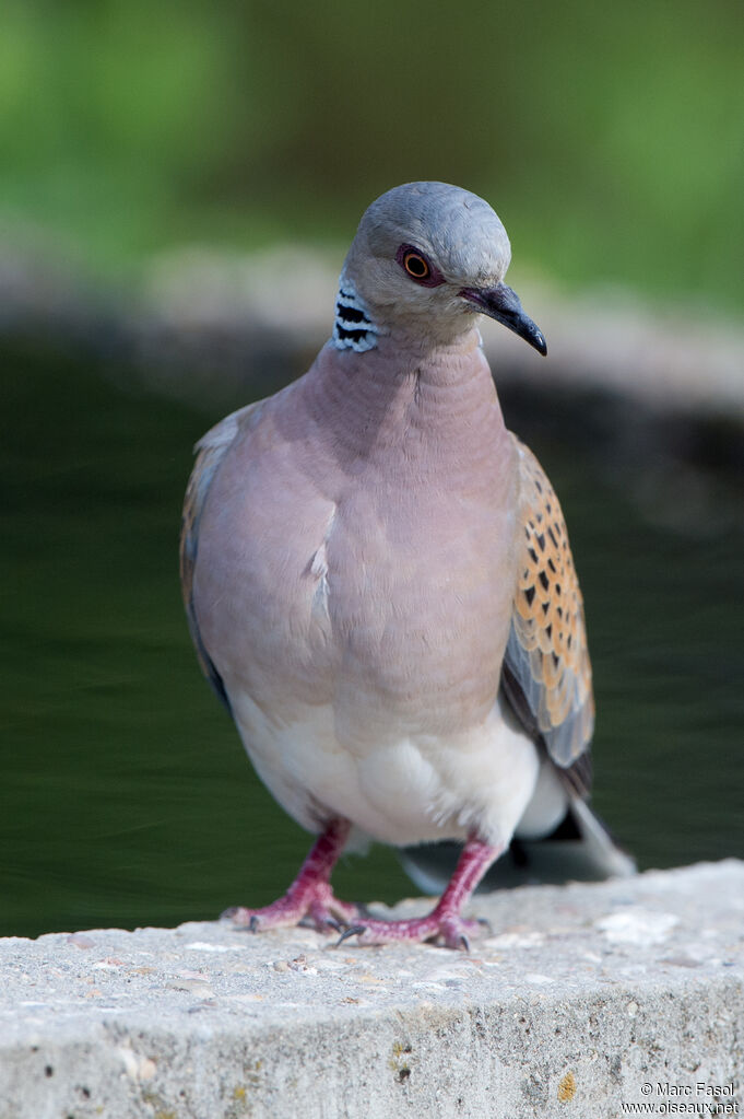 Tourterelle des boisadulte, identification, boit