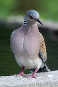 European Turtle Dove