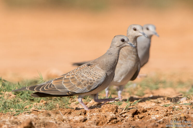 European Turtle Dove - Streptopelia turtur juvenile - mafa305015