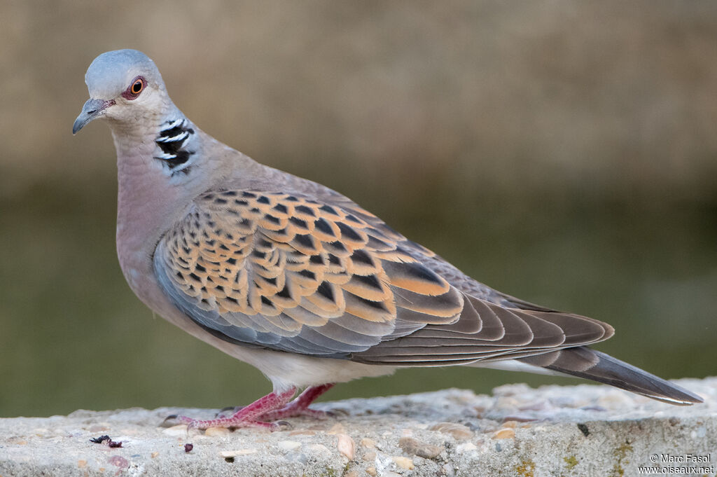 Tourterelle des boisadulte nuptial, identification