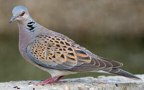 European Turtle Dove