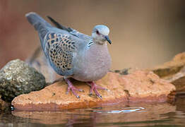 European Turtle Dove