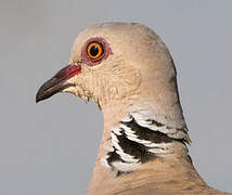 European Turtle Dove