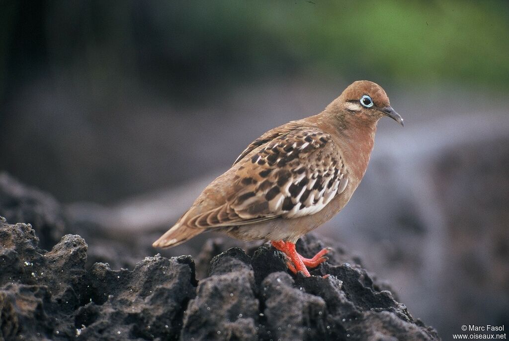 Tourterelle des Galapagosadulte, identification