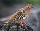 Tourterelle des Galapagos