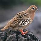 Tourterelle des Galapagos