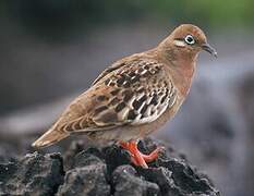 Galapagos Dove