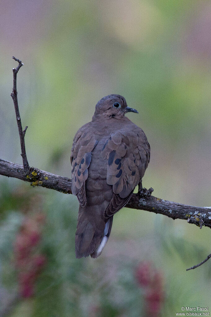 Eared Doveadult, identification