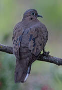 Eared Dove