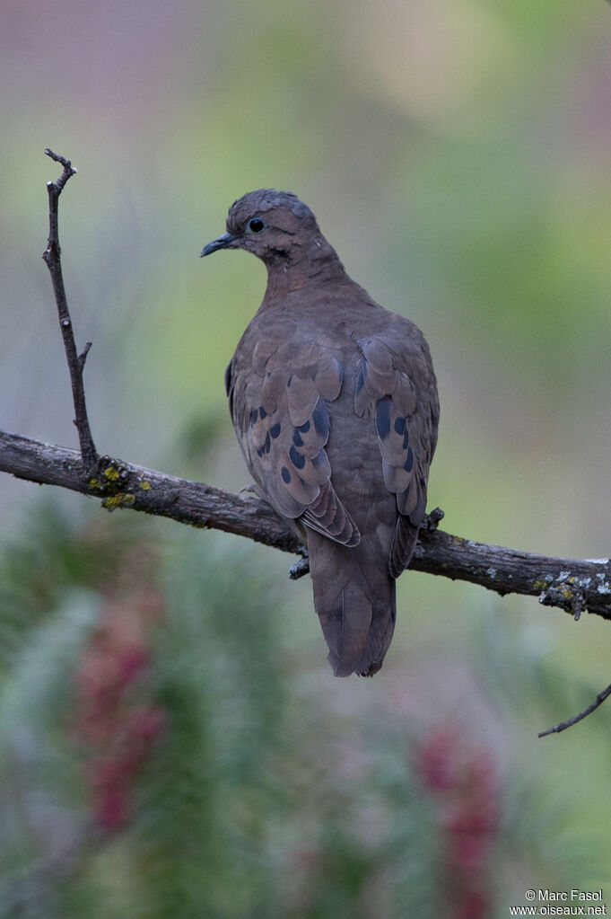 Eared Doveadult, identification