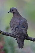 Eared Dove