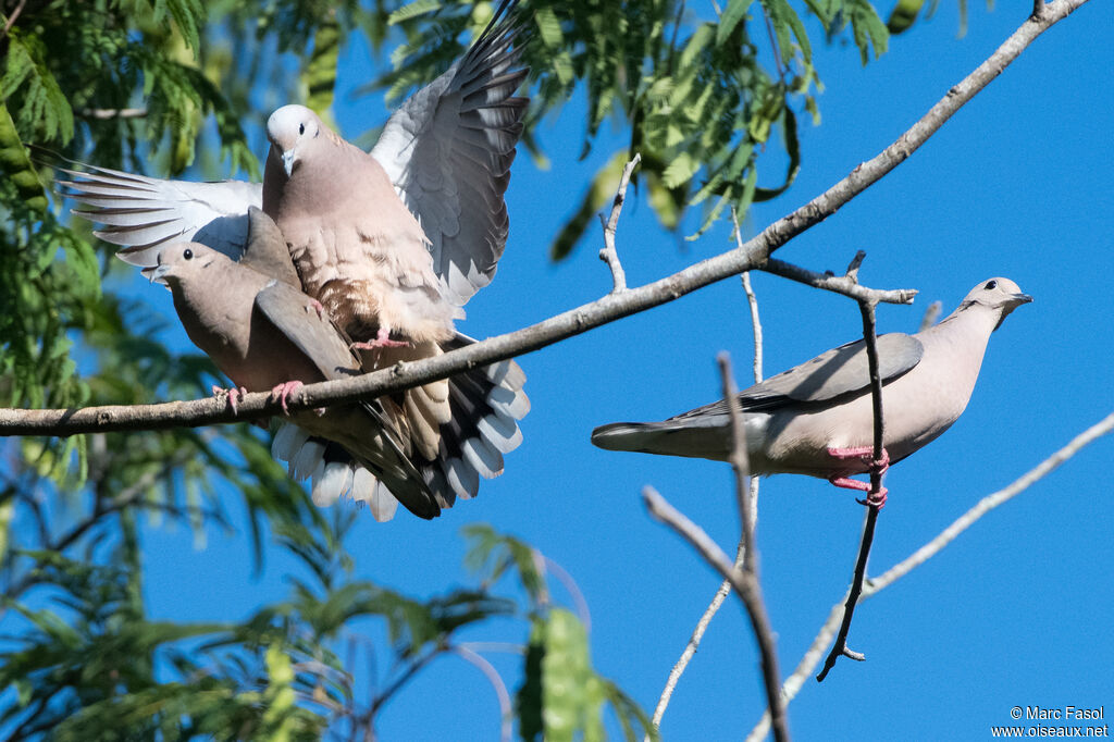 Eared Doveadult breeding, Flight, mating., Reproduction-nesting