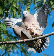 Eared Dove