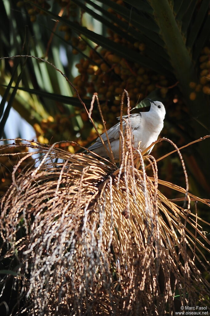 African Collared Doveadult breeding, identification, song