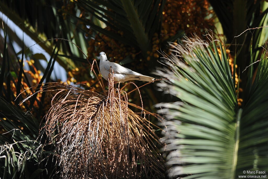 African Collared Doveadult breeding, identification, Reproduction-nesting, song