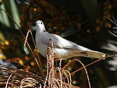 African Collared Dove