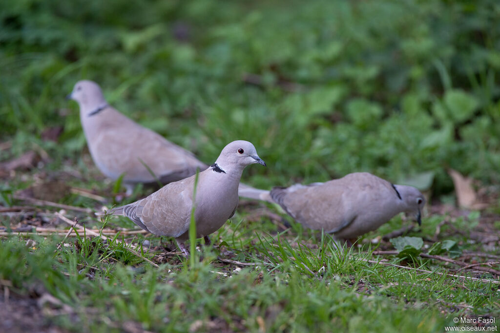 Eurasian Collared Doveadult, eats