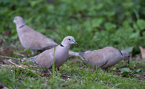 Eurasian Collared Dove