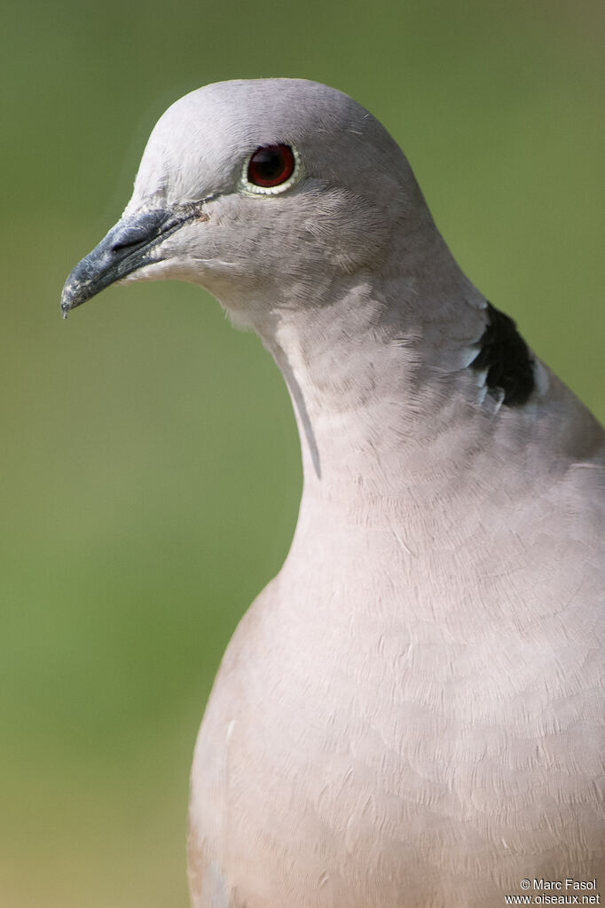 Eurasian Collared Doveadult, close-up portrait