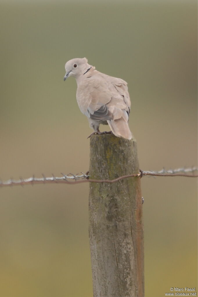 Eurasian Collared Doveadult, identification