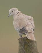 Eurasian Collared Dove