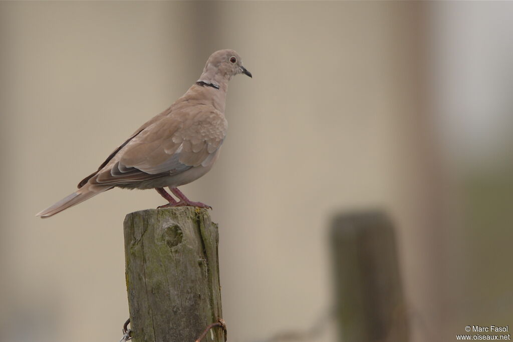 Eurasian Collared Doveadult post breeding, identification