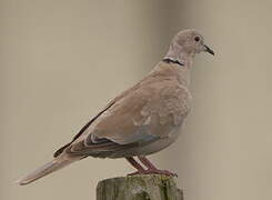 Eurasian Collared Dove