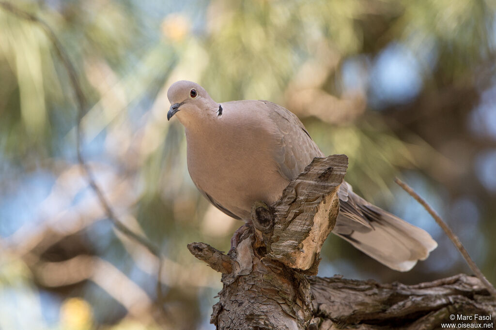 Eurasian Collared Doveadult, identification