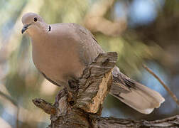 Eurasian Collared Dove