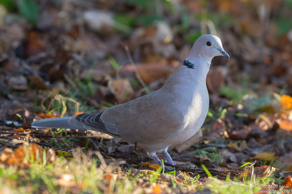 Eurasian Collared Doveadult, identification