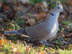 Eurasian Collared Dove